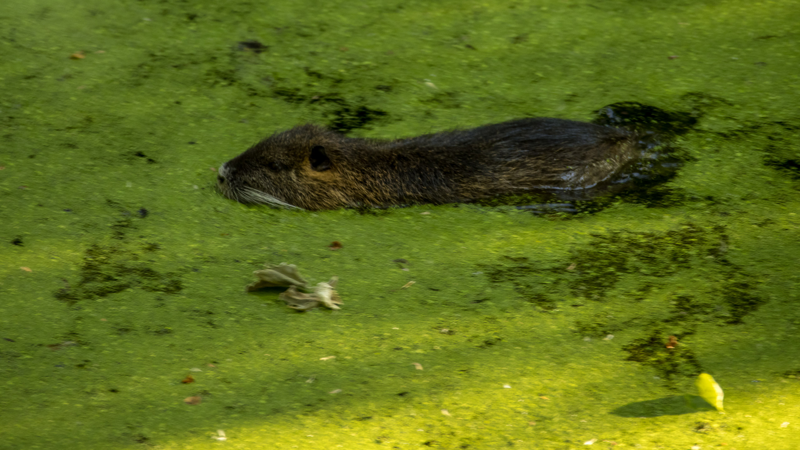 20220507191725 R5D 6508